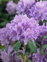 Rhododendron impeditum Blue Tit mB 25- 30