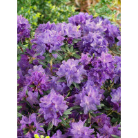 Rhododendron russatum Gletschernacht mB 25- 30