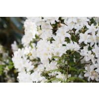 Rhododendron carolinianum Dora Amateis 25- 30 cm