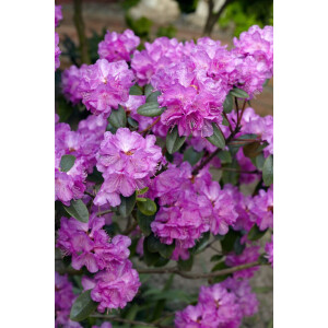Rhododendron carolin.P.J.Mezitt C 4 30-40