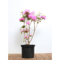 Rhododendron carolin.P.J.Mezitt C 4 30-40