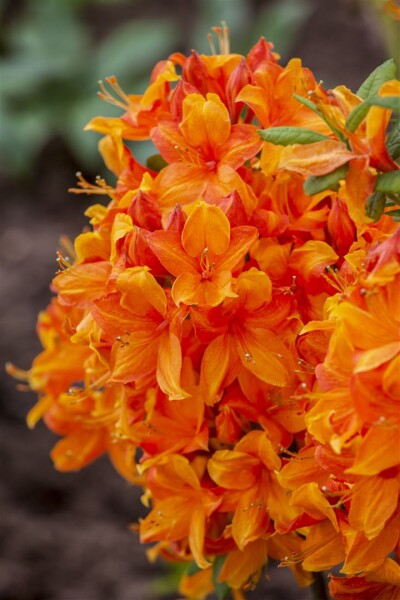 Rhododendron luteum Klondyke C 5 30-40