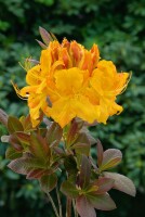 Rhododendron luteum Klondyke C 5 30-40