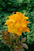 Rhododendron luteum Klondyke C 5 30-40