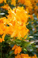 Rhododendron luteum Klondyke C 5 30-40