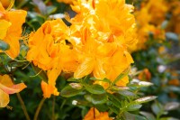 Rhododendron luteum Klondyke C 5 30-40