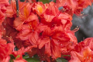 Rhododendron Luteum Feuerwerk 5 L 30-40