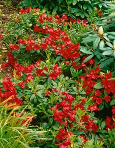 Rhododendron repens Baden-Baden mB 30- 40