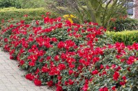 Rhododendron repens Baden-Baden mB 30- 40