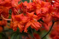 Rhododendron luteum Balzac C 5 30-40