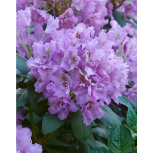 Rhododendron Hybride Fastuosum Flore Pleno, PG II C 5 30-40