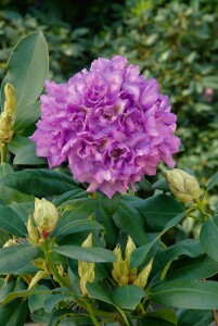 Rhododendron Hybride Fastuosum Flore Pleno, PG II C 5 30-40