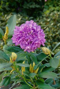 Rhododendron Hybride Fastuosum Flore Pleno, PG II C 5 30-40