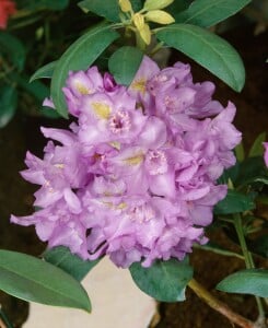 Rhododendron Hybride Fastuosum Flore Pleno, PG II C 5 30-40