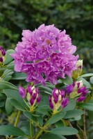 Rhododendron Hybride Fastuosum Flore Pleno, PG II C 5 30-40