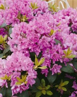 Rhododendron Hybride Fastuosum Flore Pleno, PG II C 5 30-40