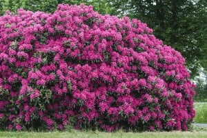 Rhododendron Hybride Nova Zembla Gr 1 C 5 40-50