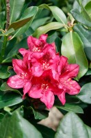 Rhododendron Hybride Nova Zembla Gr 1 C 5 40-50