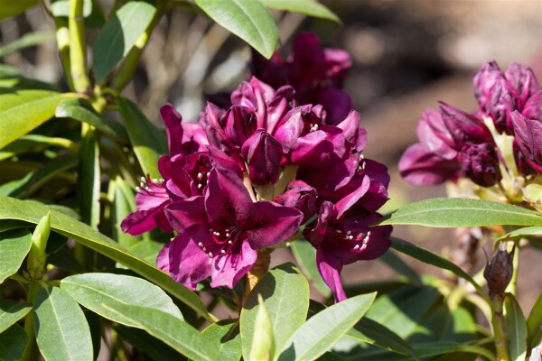 Rhododendron Hybride Polarnacht, PG III C 5 30-40