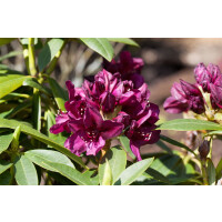 Rhododendron Hybride Polarnacht, PG III C 5 30-40