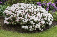 Rhododendron yakushimanum Dreamland C 3 20-25