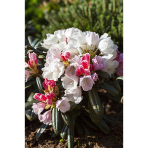 Rhododendron yakushimanum Edelweiß C 3 20-25