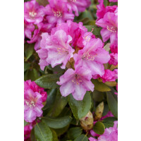 Rhododendron yakushimanum Blurettia C 3 25-30