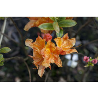 Rhododendron luteum Glowing Embers C 5 30-40