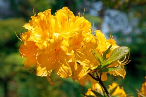 Rhododendron luteum Golden Sunset C 5 30-40