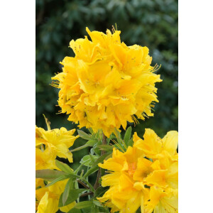 Rhododendron luteum Goldstück C 5 30-40