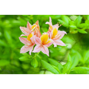 Rhododendron luteum Josephine Klinger C 5 30-40