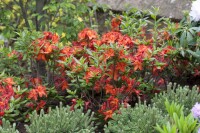 Rhododendron luteum Parkfeuer C 5 30-40