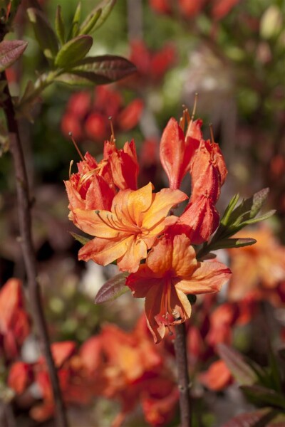 Rhododendron luteum Rumba C 5 30-40