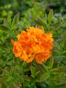 Rhododendron luteum Rumba C 5 30-40