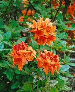 Rhododendron luteum Rumba C 5 30-40