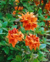 Rhododendron luteum Rumba C 5 30-40