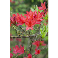 Rhododendron luteum Satan C 5 30-40