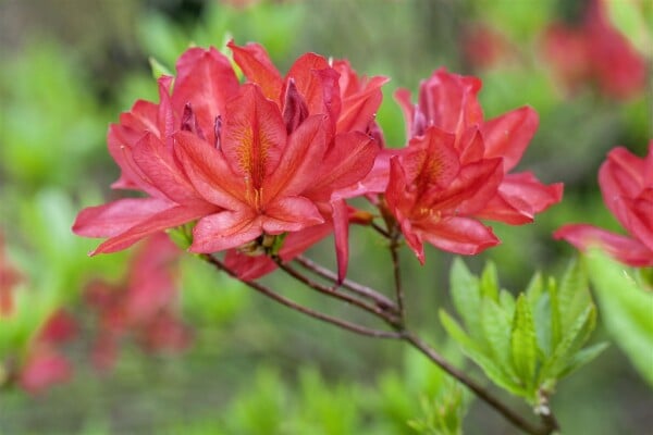 Rhododendron luteum Tunis C 5 30-40