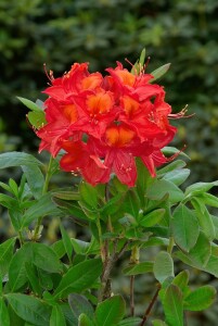 Rhododendron luteum Tunis C 5 30-40