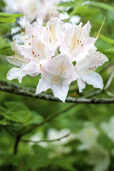 Rhododendron luteum Whitethroat C 5 30-40