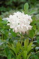 Rhododendron luteum Whitethroat C 5 30-40