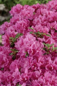 Rhododendron obtusum Petticoat C 5 30- 40