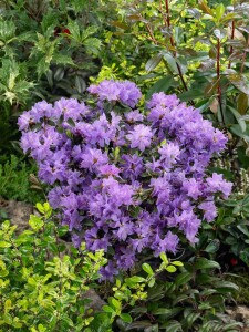 Rhododendron impeditum Blue Tit mB 30- 40