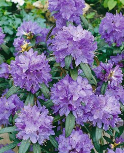 Rhododendron impeditum Blue Tit mB 30- 40