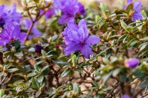 Rhododendron impeditum Saint Merryn C 5 30- 40