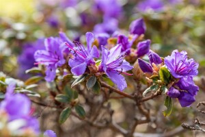 Rhododendron impeditum Saint Merryn C 5 30- 40