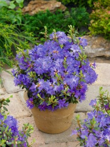 Rhododendron impeditum Saint Merryn C 5 30- 40