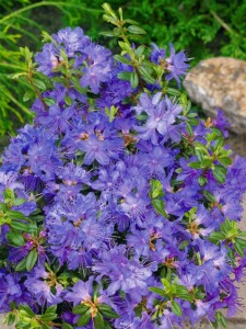 Rhododendron impeditum Saint Merryn C 5 30- 40