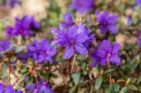 Rhododendron impeditum Saint Merryn C 5 30- 40