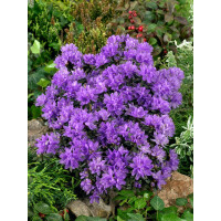 Rhododendron russatum Purple Pillow C 5 30- 40